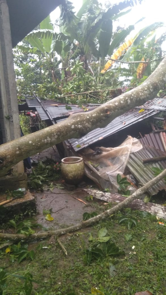 Pohon Tumbang di Banjar Wanasari, Desa Sulangai, Kecamatan Petang Tanggal 05 April 2023